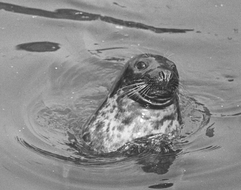 Sammy-the-seal
