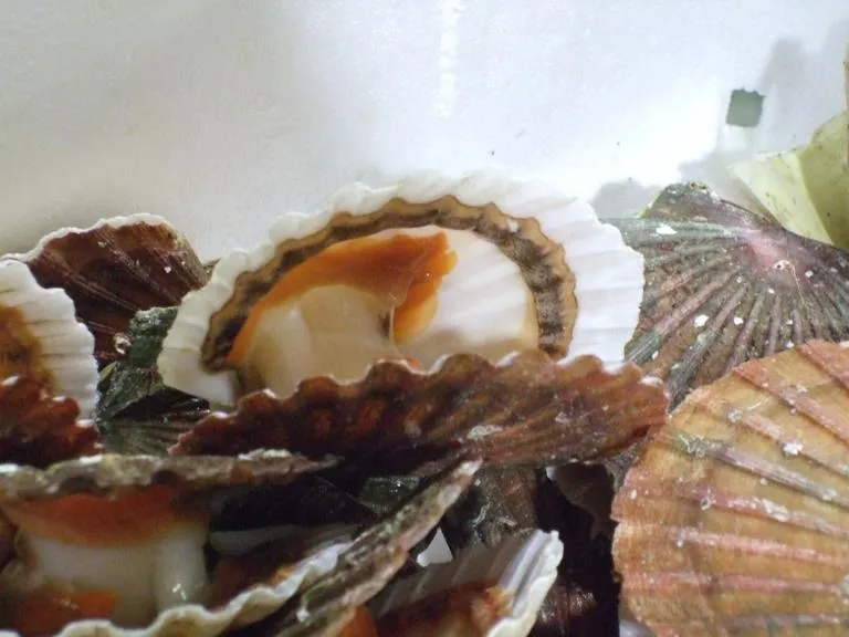 Seafood-display