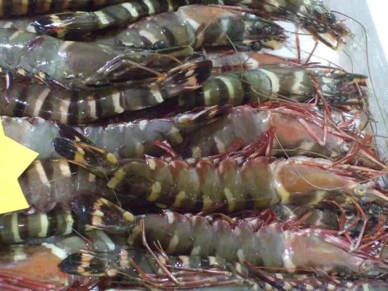 Seafood-display