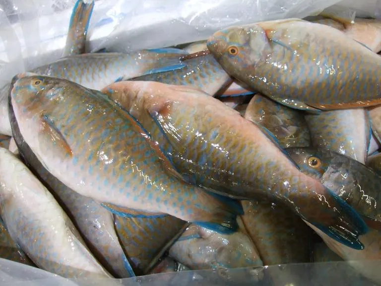 Seafood-display
