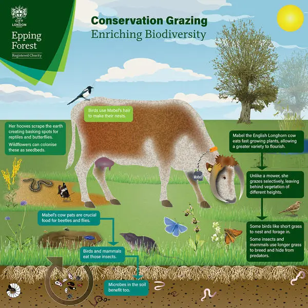 Epping Forest Grazing infographic
