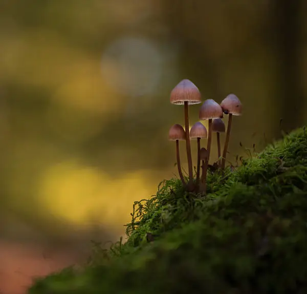 Fungi