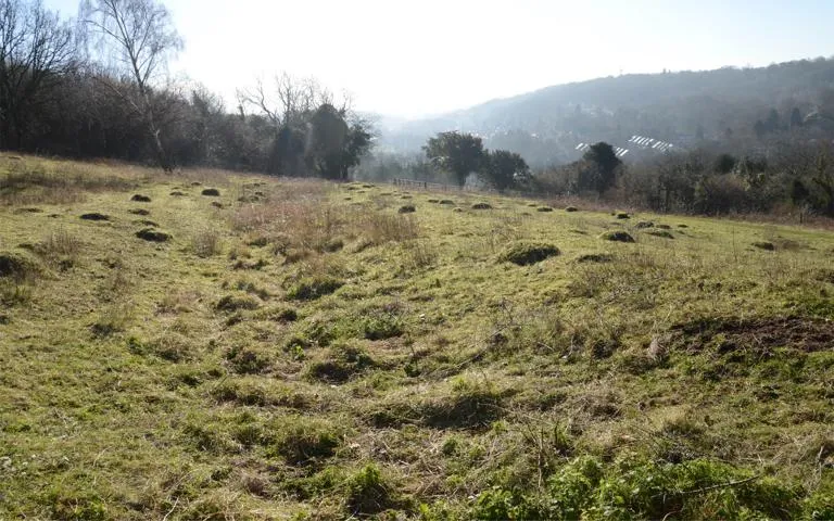 The unknown origin of the ditch in the Butterfly Glade