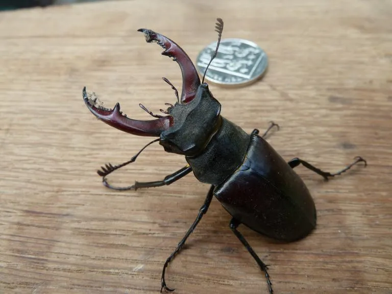 A male stag beetle
