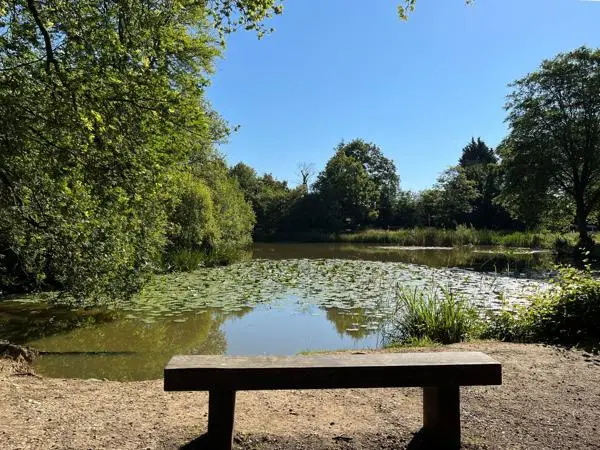 A bench in Epping Forest