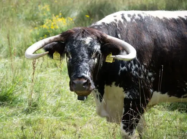 Longhorn cow on grassland.