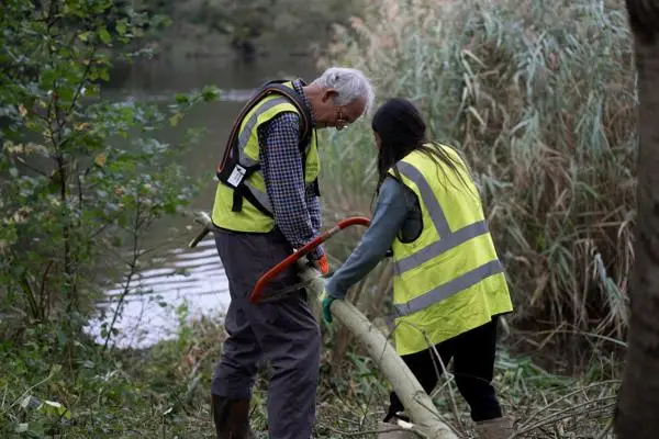 Volunteers sawing wood to clear vegetation around a pond.