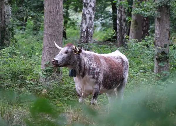 Longhorn cow amongst trees.