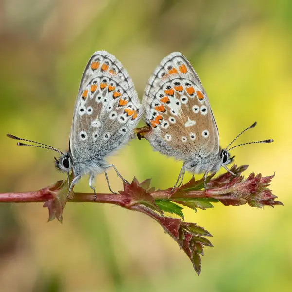 mating-butterflies
