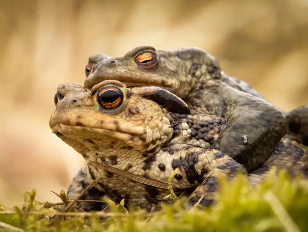 mounted-toads