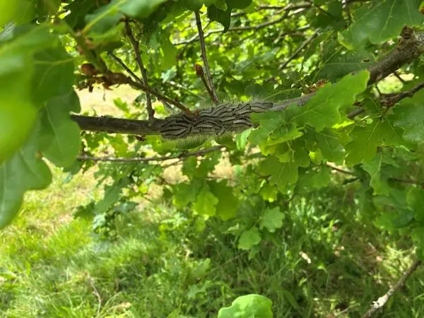 oak-moth-season