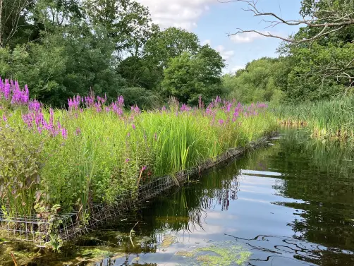 Floating reed bed with flowering plants.