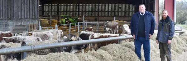 Chairman with cows