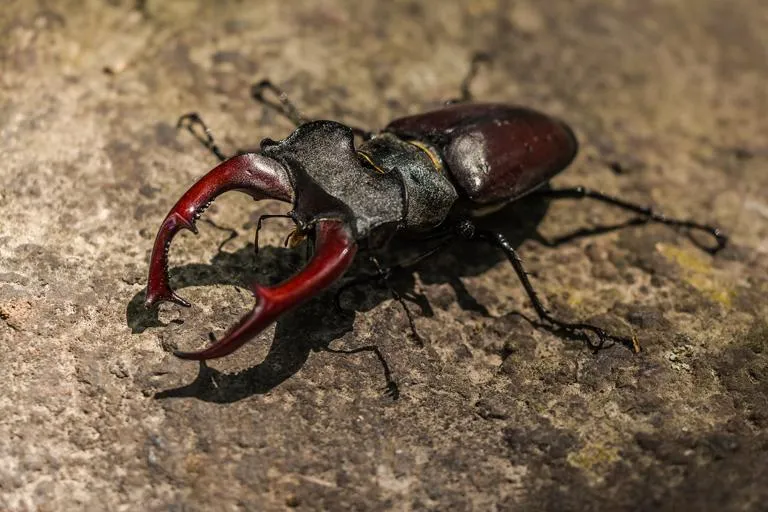 A male stag beetle